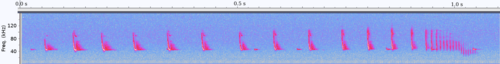 Spectrogram of Pipistrellus pipistrellus bat vocalizations during prey approach. The recording covers a total of 1.1 seconds; lower main frequency ca. 45 kHz (as typical for a common pipistrelle). About 150 milliseconds before final contact time between and duration of calls are becoming much shorter ("feeding buzz"). Corresponding audio file: