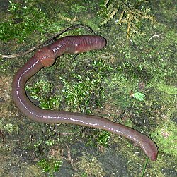 The common earthworm was named Lumbricus terrestris in 1758.
