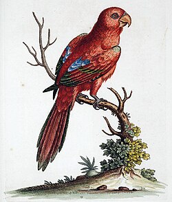 Type illustration of Eos bornea