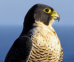 Falco peregrinus. Royal National Park, New South Wales, Australia
