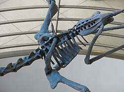 Pterosaur torso showing the fused front of the torso (notarium), shoulder girdle connected to it and the large breastbone, and the fused pelvic region