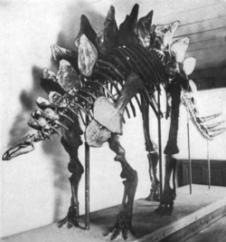 The first mounted skeleton of a stegosaur (S. ungulatus), Peabody Museum of Natural History, 1910