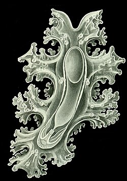 "Auricularia" larva (by Ernst Haeckel)