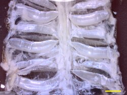 Tracheal system of dissected cockroach. The largest tracheae run across the width of the body of the cockroach and are horizontal in this image. Scale bar, 2 mm.