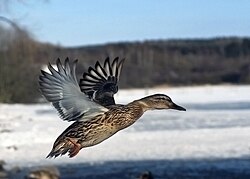 Female mallard duck in flight