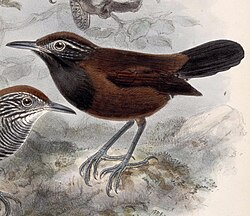 Black-throated wren (Pheugopedius atrogularis)