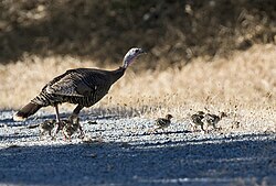 Hen with poults