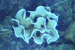 A single-celled xenophyophore in the Galapagos Rift