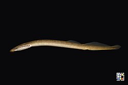 Lamprey camouflage
