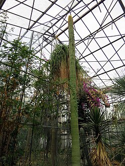 Botanischer Garten Darmstadt Greenhouse