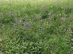 Photograph of Aquilegia vulgaris plants growing in a lush meadow