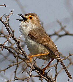 Chrysomma sinense, the yellow-eyed babbler, used to be considered a sylviid closely related to parrotbills.
