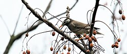 White-cheeked starling