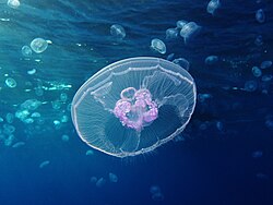The moon jellyfish was named Medusa aurita in 1758.