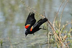 Red-winged blackbird