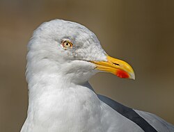 Head of a herring gull showing the red spot used in parent-chick communication.