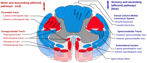 Spinal cord tracts ascending tracts shown in blue