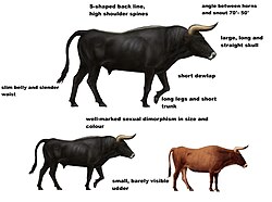 Sexual dimorphism in aurochs, the extinct wild ancestor of cattle