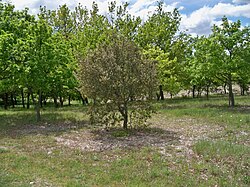 Planted truffle groves near Beaumont-du-Ventoux