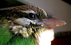 Rictal bristles of a white-cheeked barbet