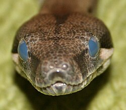 A juvenile female boa constrictor in a shed cycle, indicated by the blue opaque eyes