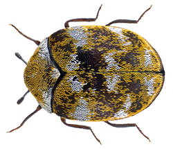 Adult A. verbasci. Dorsal view
