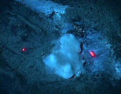 Bacterial mat consisting of sulfide-oxidizing bacteria Beggiatoa spp. at a seep on Blake Ridge, off South Carolina. The red dots are range-finding laser beams.