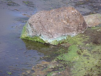 Neurotoxins can be found in a number of organisms, including some strains of cyanobacteria,[1] that can be found in algal blooms or washed up on shore in a green scum.[2]