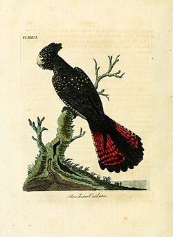 Drawing of the red-tailed black cockatoo based on a drawing by Ann Latham, a colour plate from A General History of Birds (vol. 2, 1822)[4]