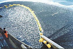 Mass fishing of Pacific jack mackerel (with possible bycatch) with a Chilean purse seiner.