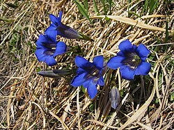 Stemless gentian (Gentiana acaulis)