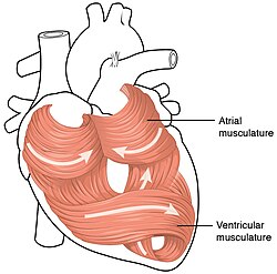 The swirling pattern of myocardium helps the heart pump effectively