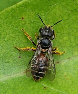 Suzanne Batra introduced the term "eusocial"[1] after studying nesting in Halictid bees including Halictus latisignatus,[5] pictured.