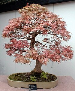 "Roter Fächerahorn"