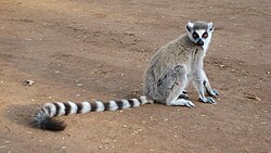 A ring-tailed lemur