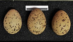 Eggs, Collection Museum Wiesbaden, Germany