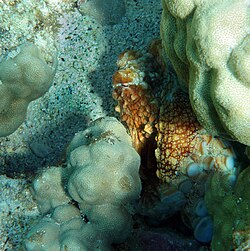 Octopuses like this Octopus cyanea can change colour (and shape) for camouflage