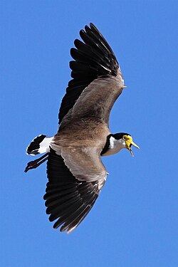 In flight with wing spurs clearly visible