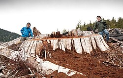 Old-growth red cedar stump near Port Renfrew, British Columbia