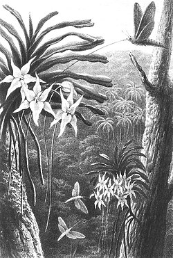 The long tongue of a sphinx moth is depicted as reaching into the equally long-spurred orchid.