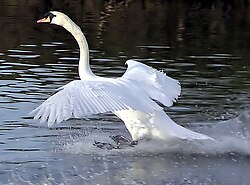 A mute swan alighting. Note the ruffled feathers on top of the wings indicate that the swan is flying at the stalling speed. The extended and splayed feathers act as lift augmenters in the same way as an aircraft's slats and flaps.