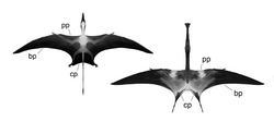 Two pterosaurs (Scaphognathus and Balaenognathus) in dorsal view, with wing parts labeled(bp: brachiopatagium, cp: cruropatagium, pp: propatagium)