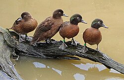 Campbell teal