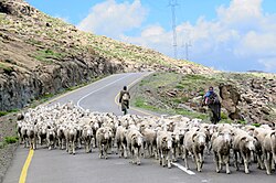 High-mountain shepherds in Lesotho practice transhumance with their flocks.