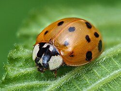 The widespread and invasive Harmonia axyridis