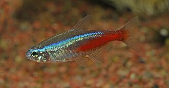 A Cardinal Tetra, the most exported ornamental fish from the Amazon basin.