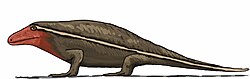 Archaeothyris, one of the oldest synapsids found