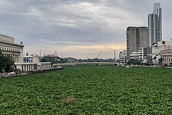 Invasive water hyacinths (Pontederia crassipes) clog the Pasig River in Manila, Philippines in October 2020.[131]