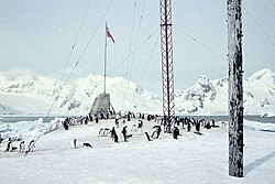 Penguins near President Gabriel González Videla Base (1957)