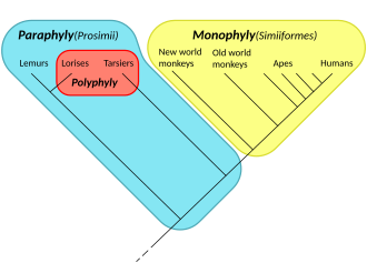 A cladogram [citation needed]of the primates, showing a monophyletic taxon: the simians (in yellow); a paraphyletic taxon: the prosimians (in cyan, including the red patch); and a polyphyletic group: the night-active primates, i.e., the lorises and the tarsiers (in red).